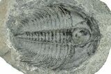 Upper Cambrain Trilobite (Labiostria) Pos/Neg - British Columbia #246618-4